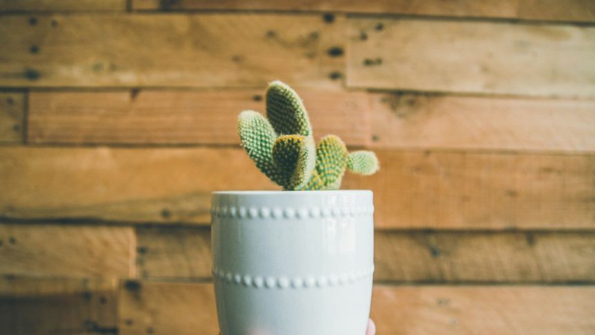 Cactus in a Pot